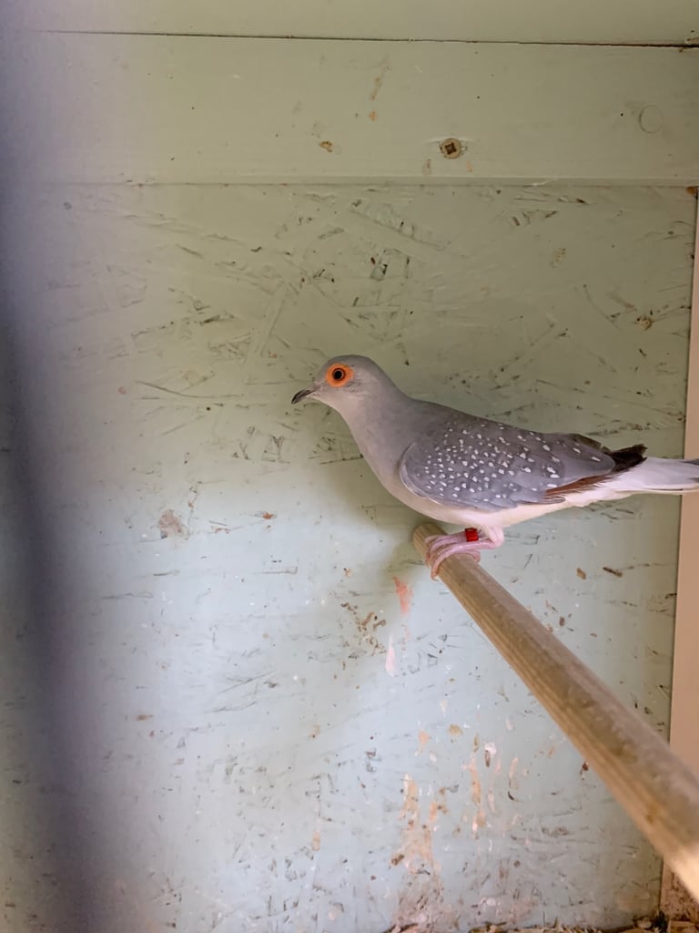 Diamond Dove £10 and Zebra Finches £5