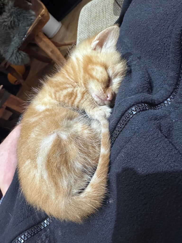 Gorgeous affectionate fluffy kittens 