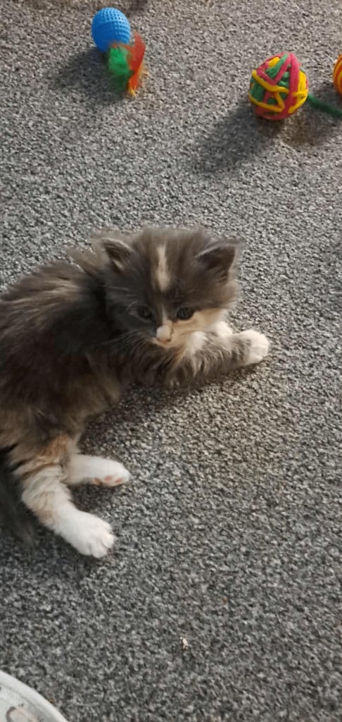 For sale stunning little daisy amazing markings on her 