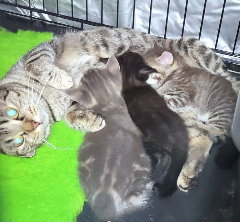 🐾 Adorable Kittens Ready for Their Forever Homes 🐾