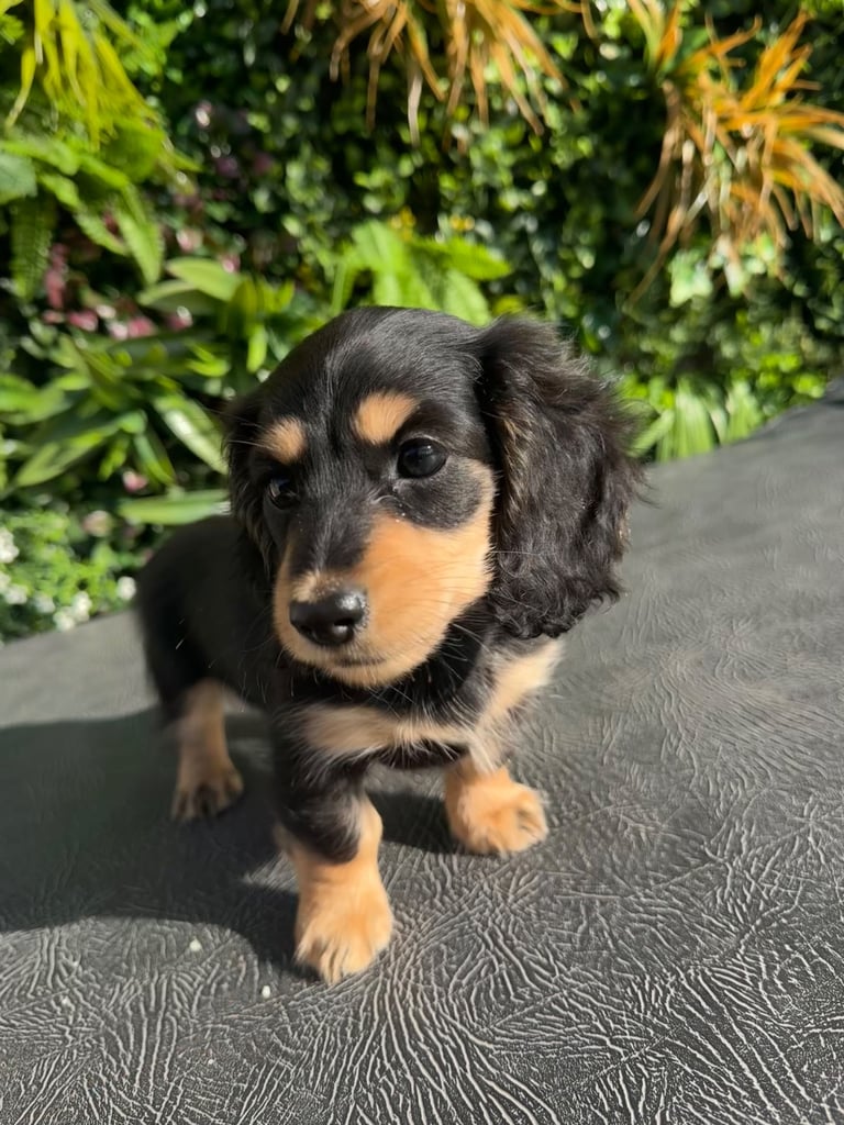 Kc long hair mini dachshunds 