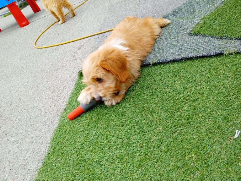 image for Cockapoo puppy