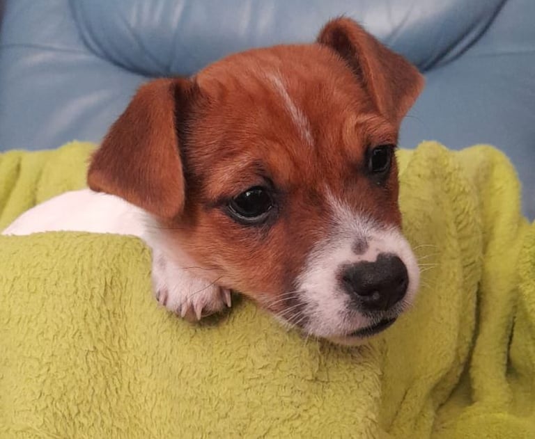 image for Beautiful Jack Russell Puppy 