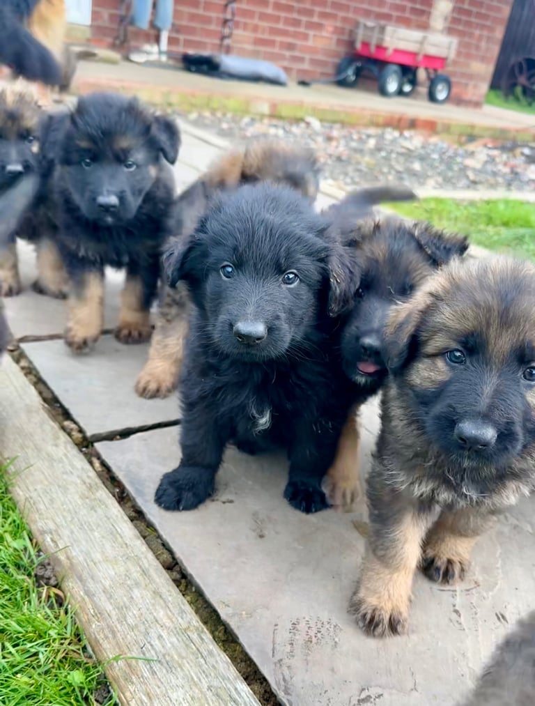Pedigree German Shepard Puppies 