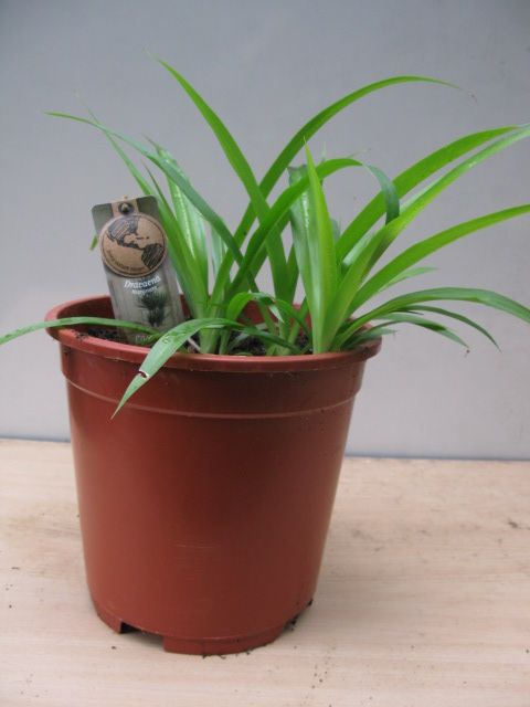 Plant Dracaena Marginata or Madagascar dragon tree