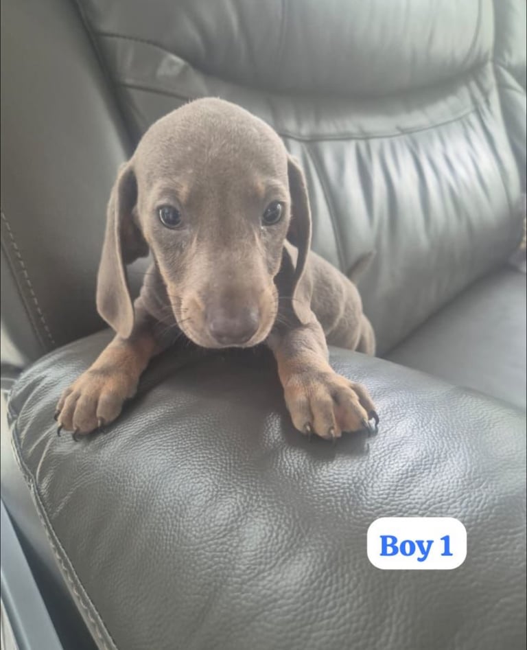 Dachshund Puppies