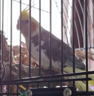 Young cockatiel with cage