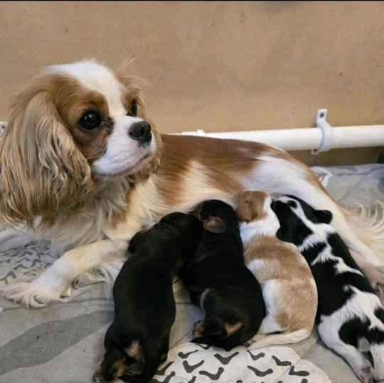 Cavalier King Charles Spaniel puppies