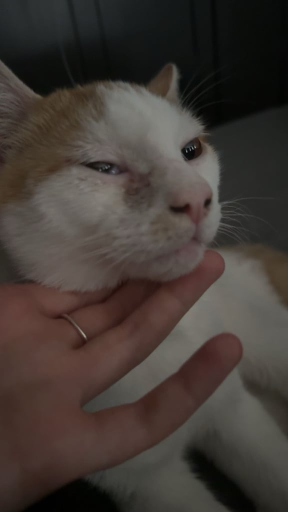 image for kitten