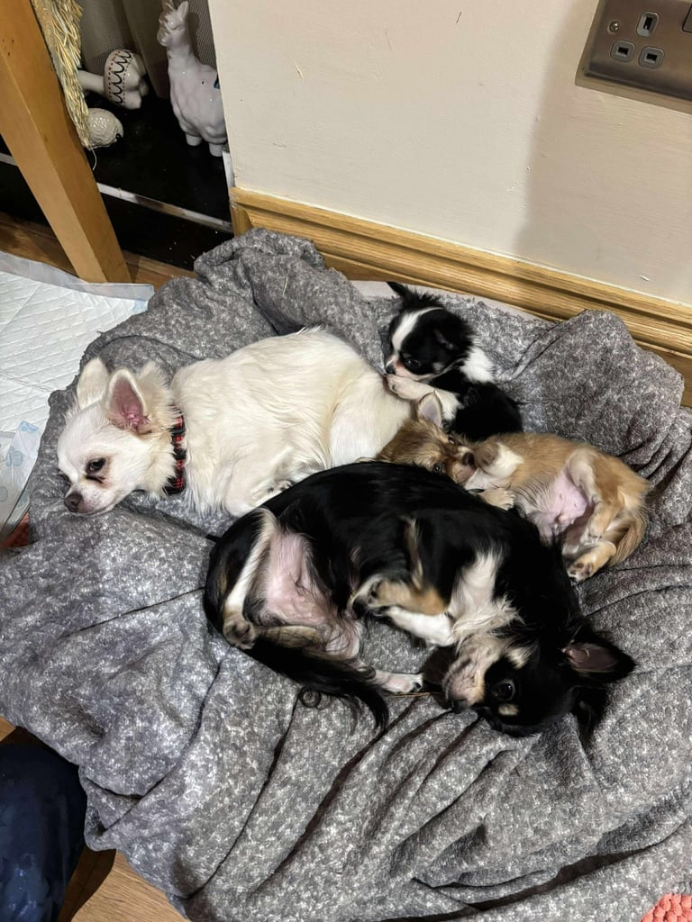 Tiny chihuahuas, long haired, £800 each 