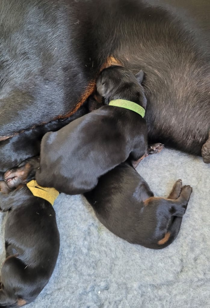 *all gone* Stunning KC reg Dobermann puppies 
