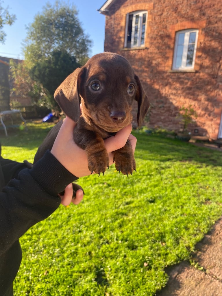 Miniature Dachshund puppies 