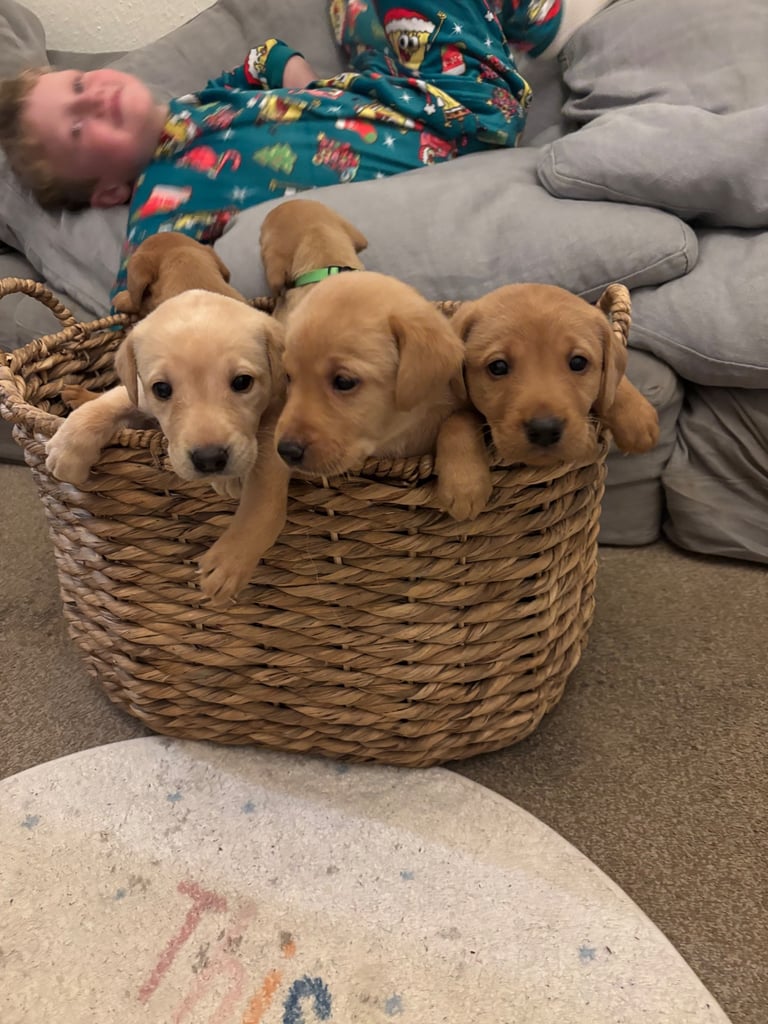 Red fox Labrador puppies for sale 