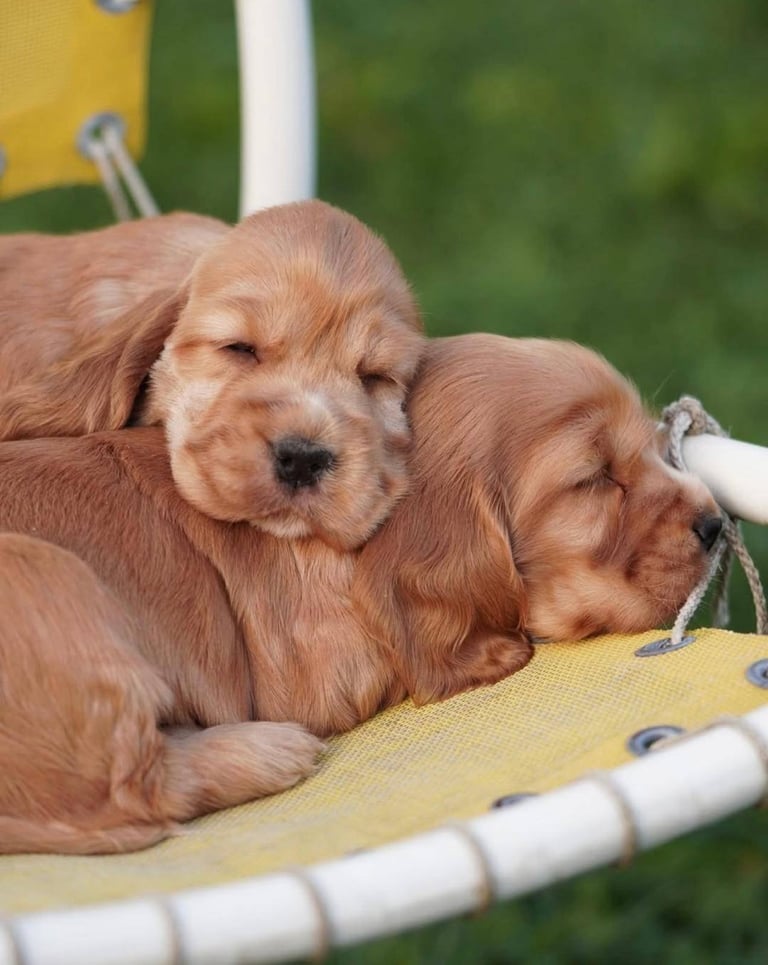 Cocker spaniel puppies 