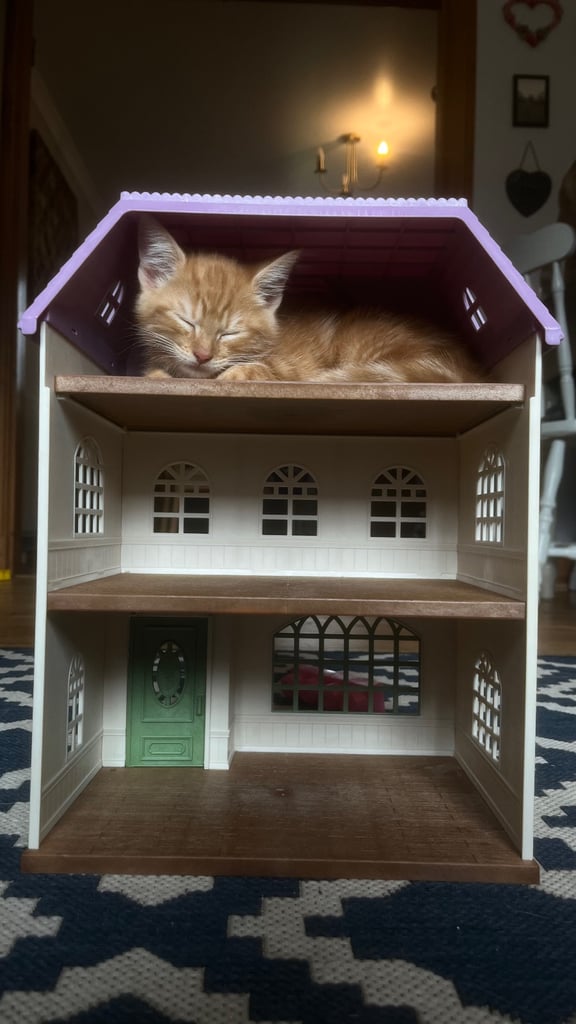 2 Ginger Kittens 