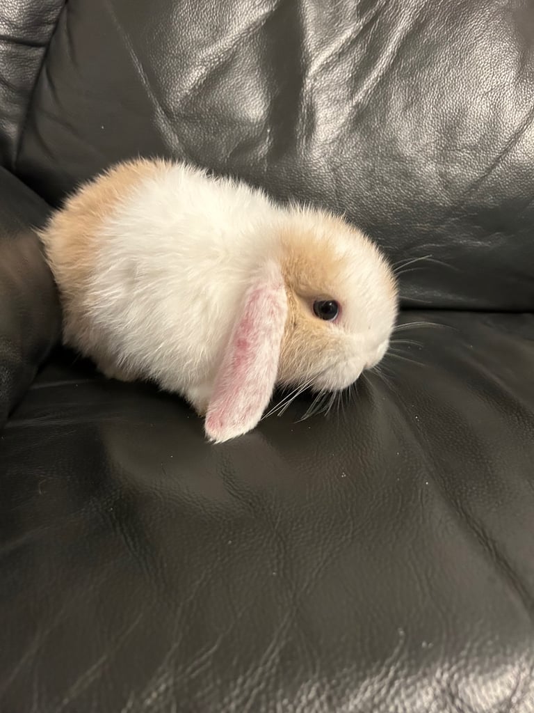 Baby mini lop (ready now)