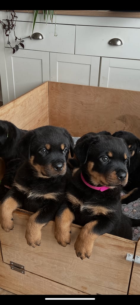 Chunky Rottweiler Pups