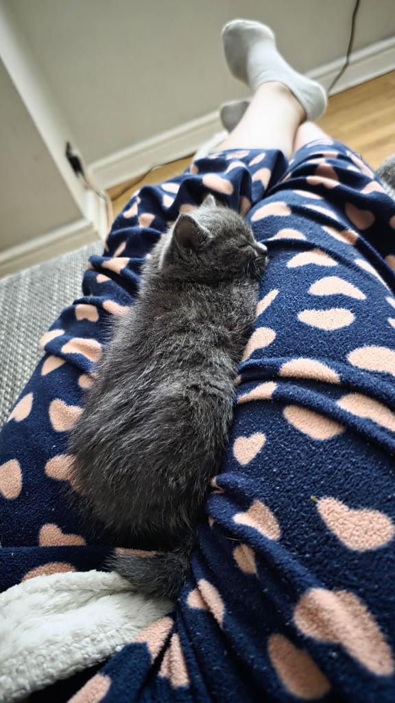 4 half ragdoll kittens - 2 grey fluffy female 2 ginger male