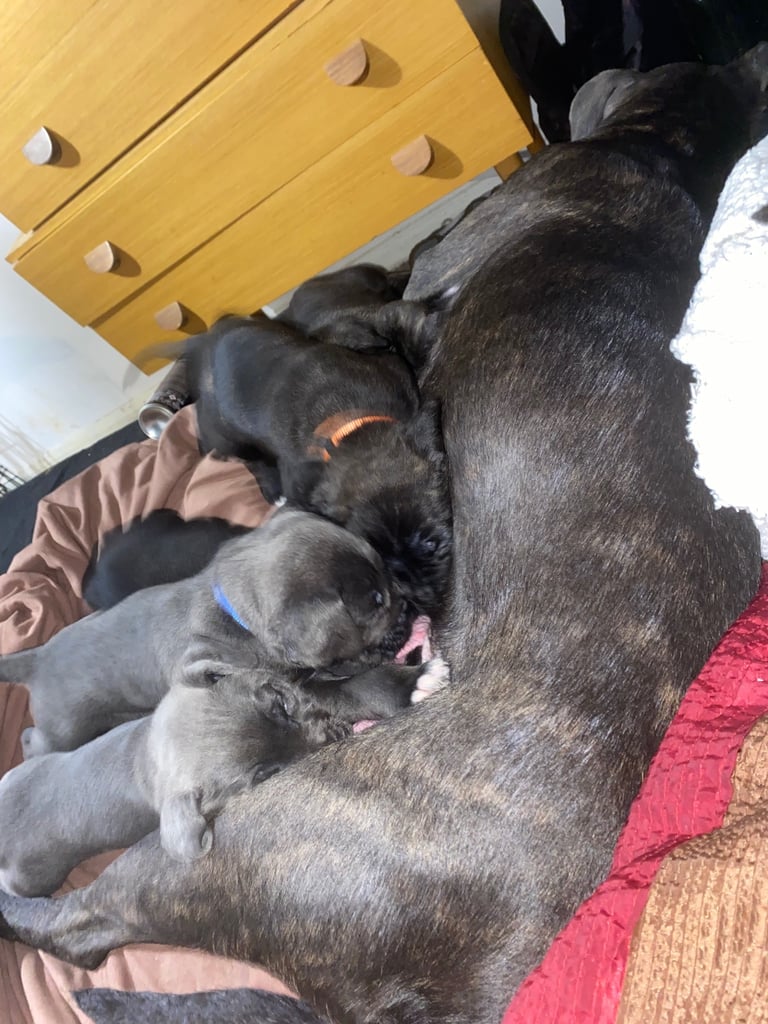 Cane corso x pressa canaro puppy’s 