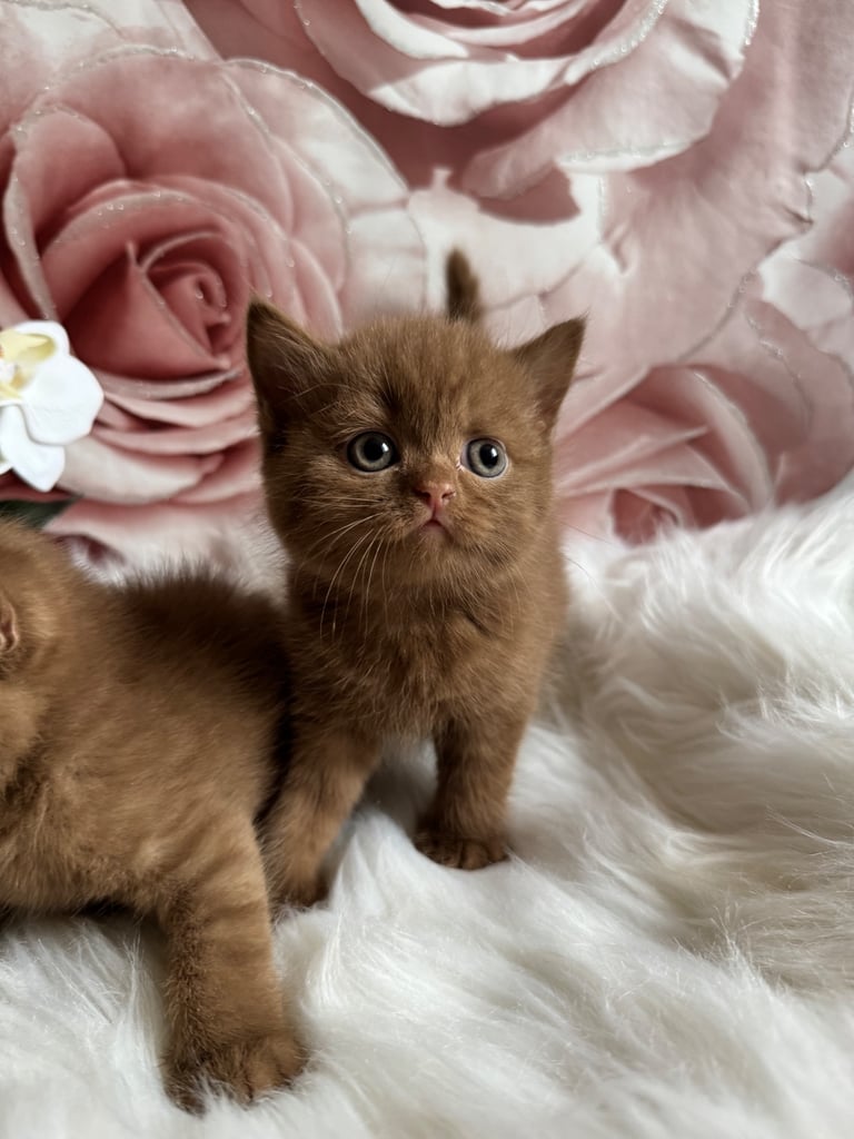 British shorthair kittens 