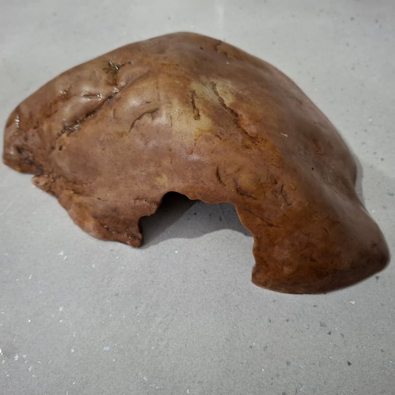 Exo Terra 45x45x60cm Vivarium 