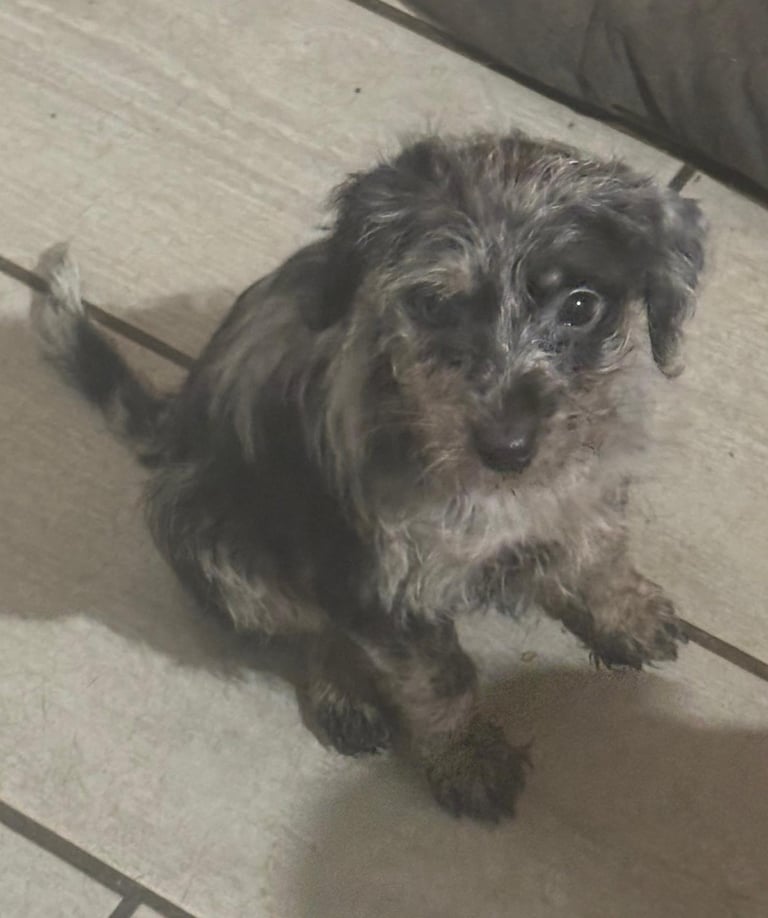 Jackapoo puppies 