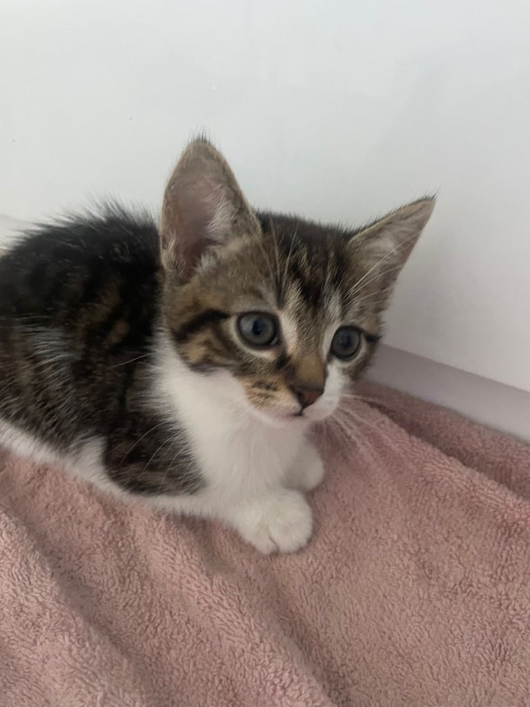 3 beautiful female kittens for sale 