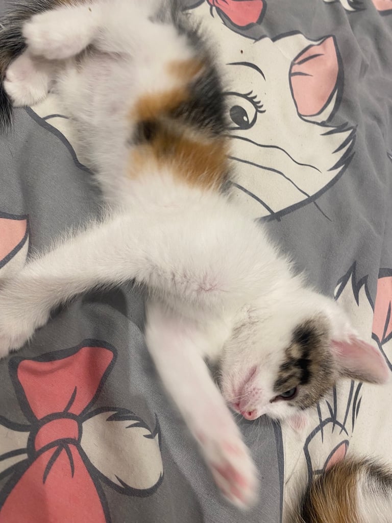adorable kittens for sale 