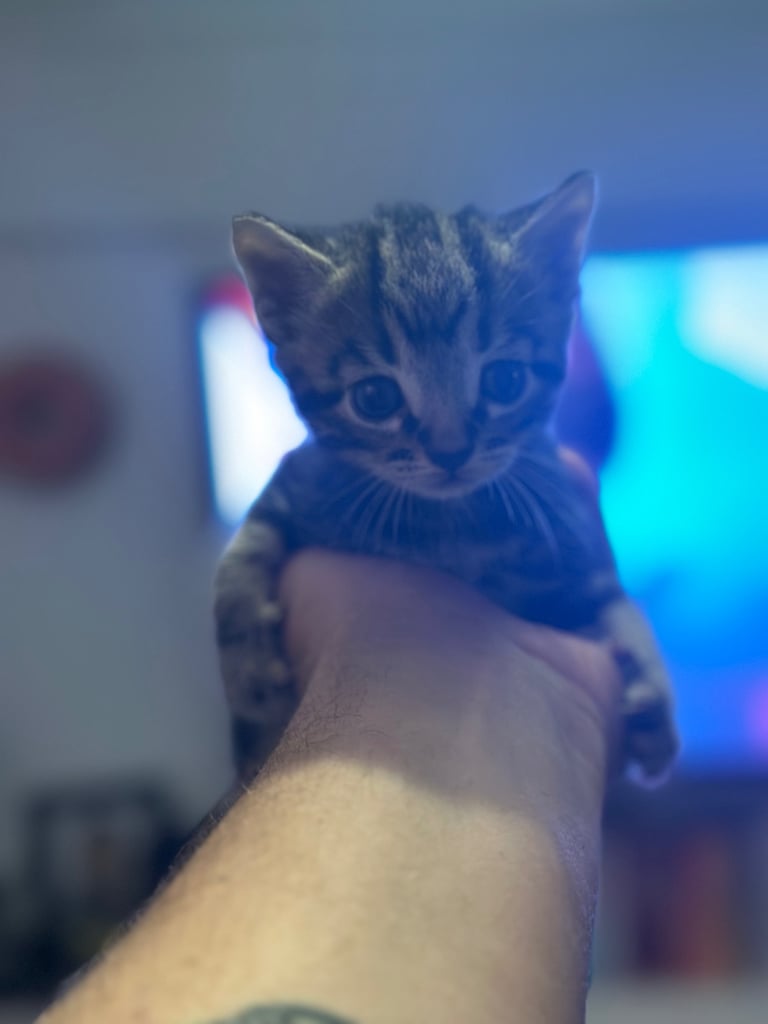 Bengal X Kittens 