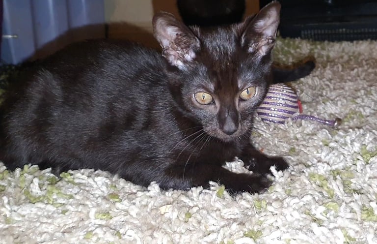 Dark Brown Tabby/Bombay Male Kittens for sale 
