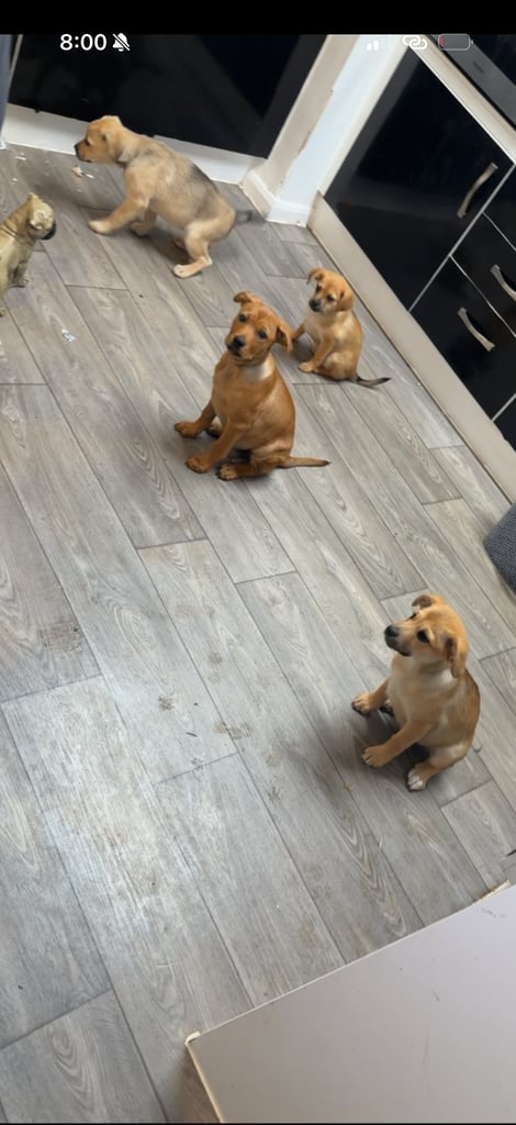 Puppies 