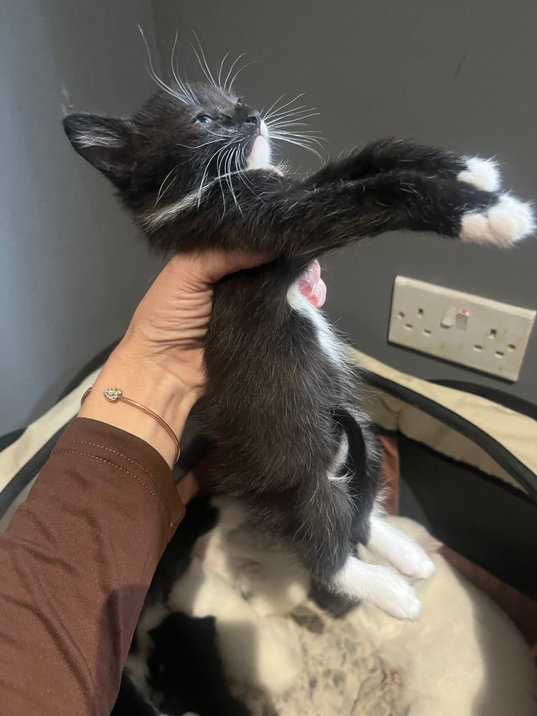 Lovley Kitten’s 