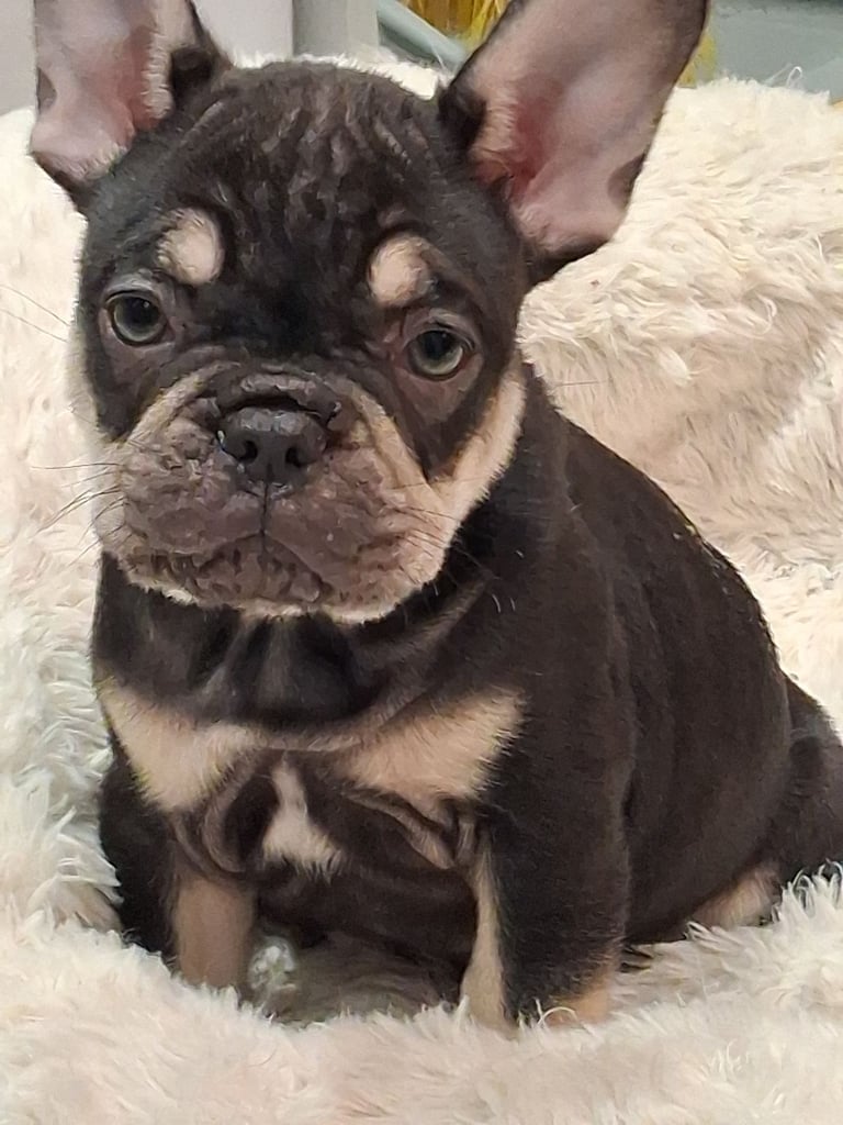 French bulldogs