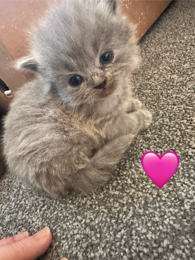 British blue kittens