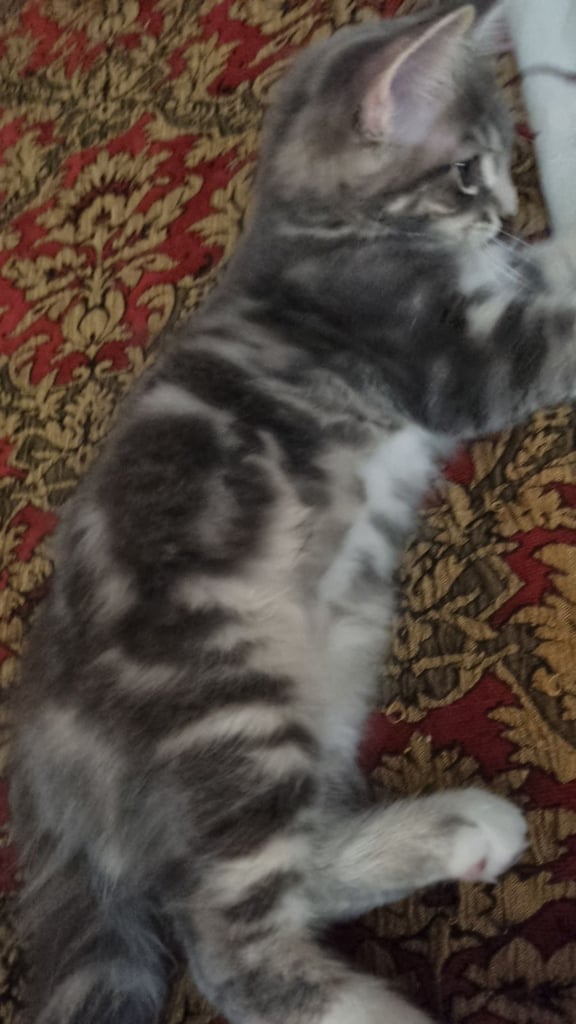 11 weeks old kittens