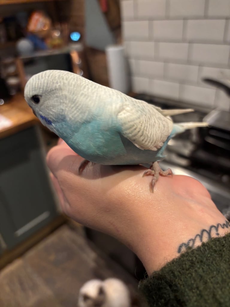 Hand tame budgie & set up(bargain)