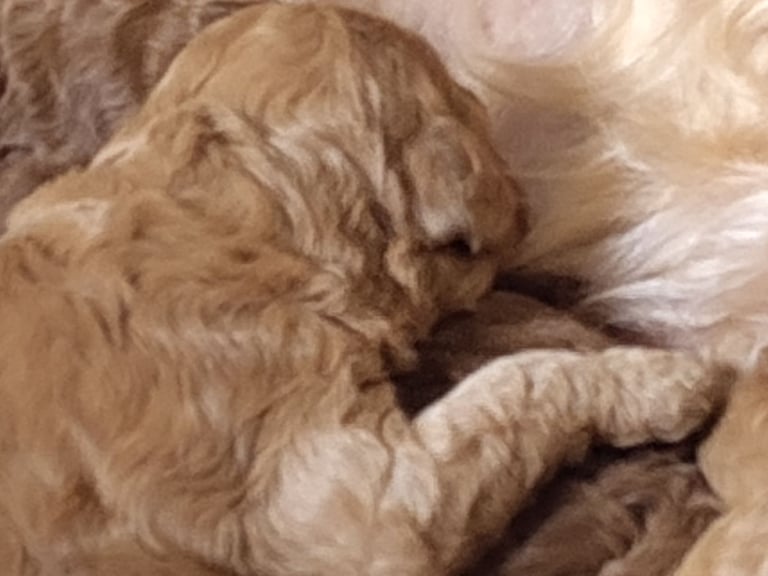 *Final two Cockapoo Puppies for Sale | Ready to take home now!