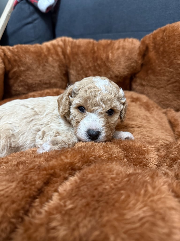5 Beautiful Miniature Poodles For Sale 