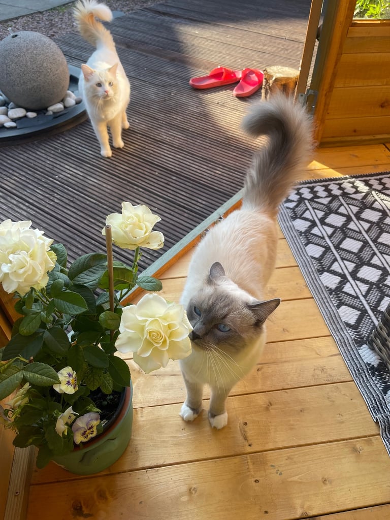 Ragdoll Kittens pedigree purebred 