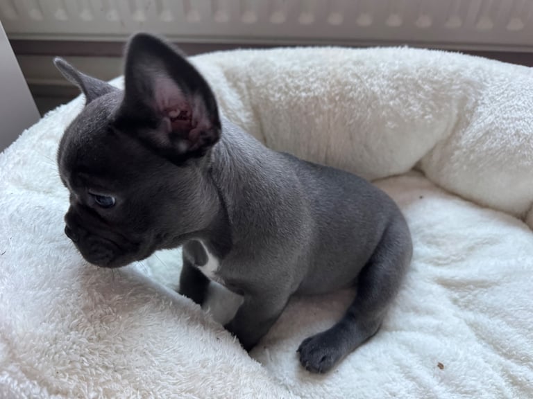 French bulldog puppy