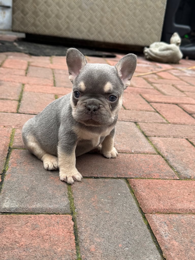 Frenchie boys and girls homie x Apollo lines 