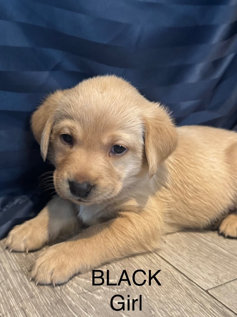 Big Chunky Labrador pups 