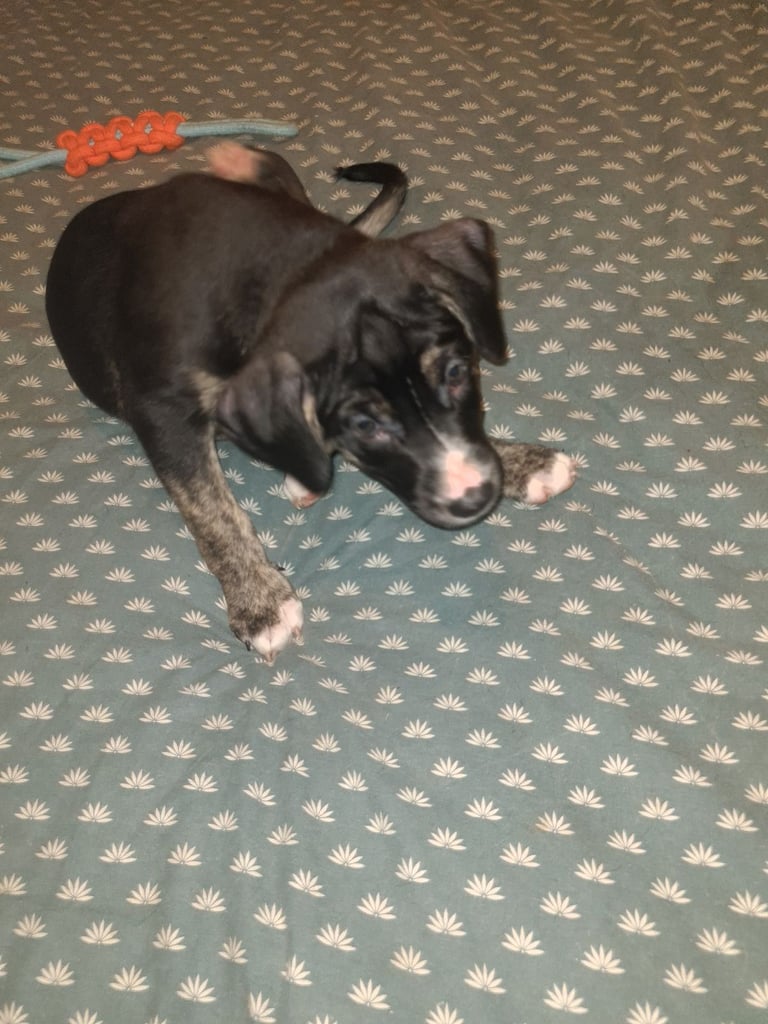 Cane corso x