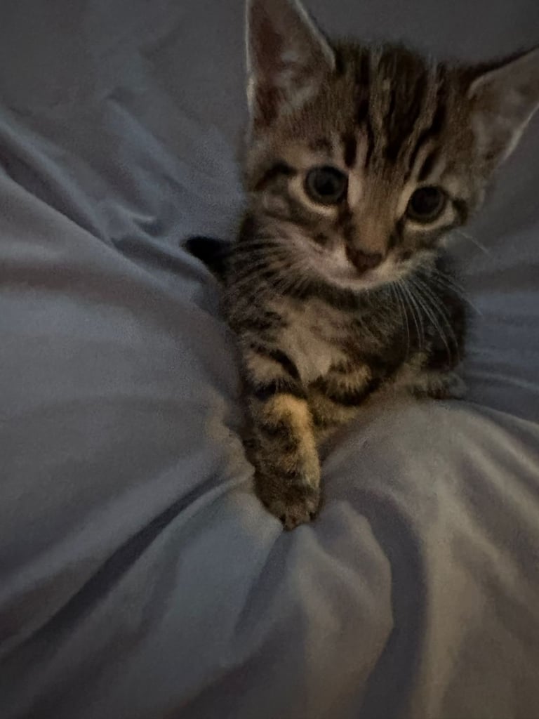 8 beautiful shorthair kittens