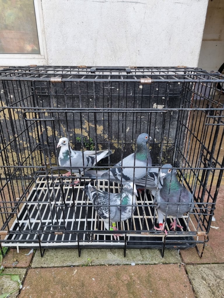 image for Pigeon for Sale