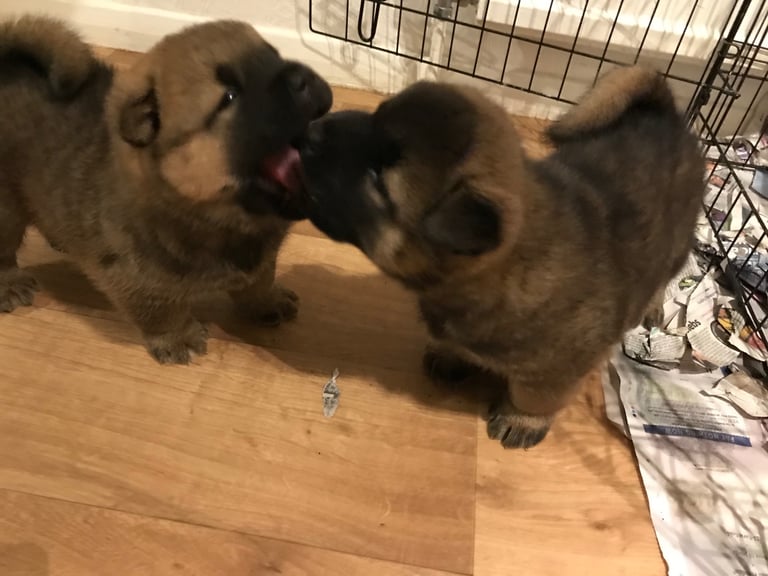 Chow chow cross Akita puppies 