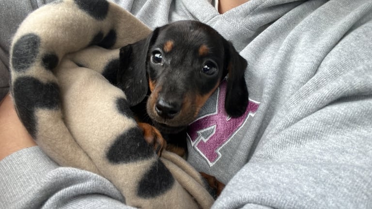 Miniature Dachshund female puppy