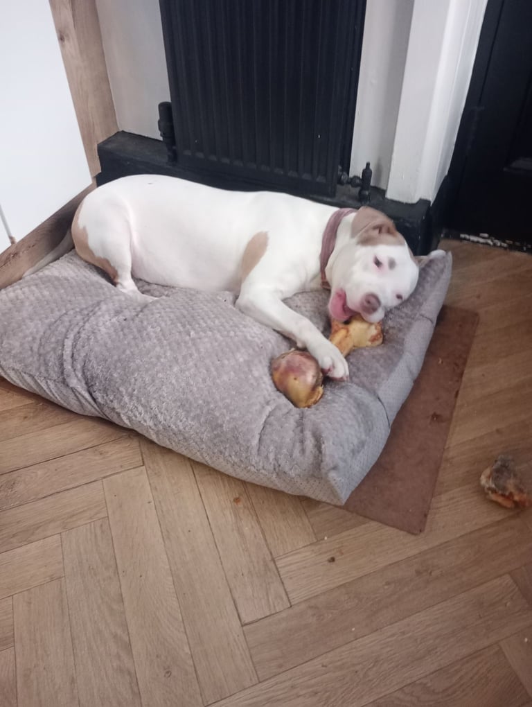 Mixed breed for sale 