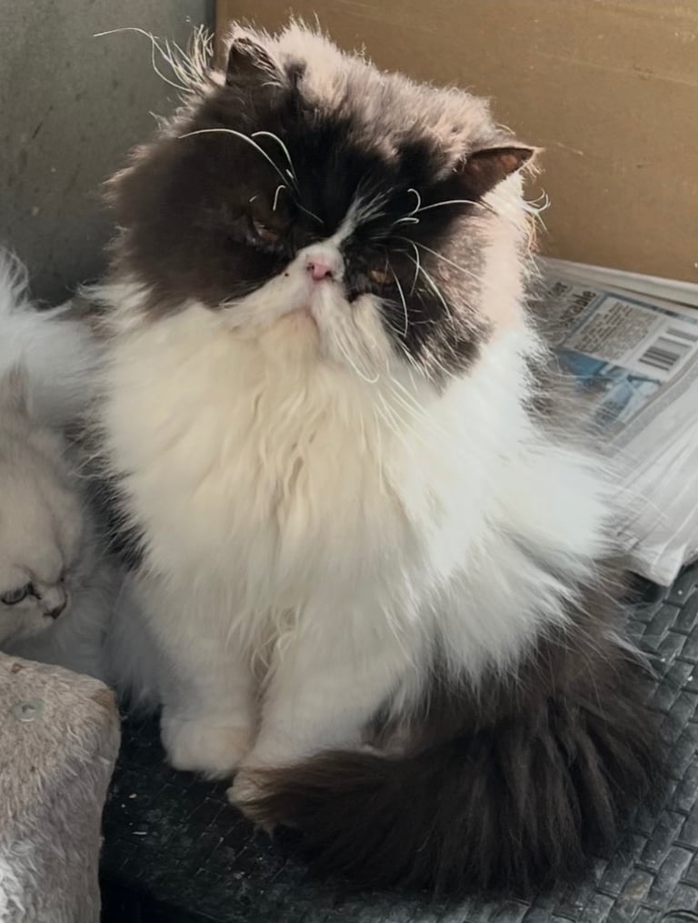 image for Neutered persian female 