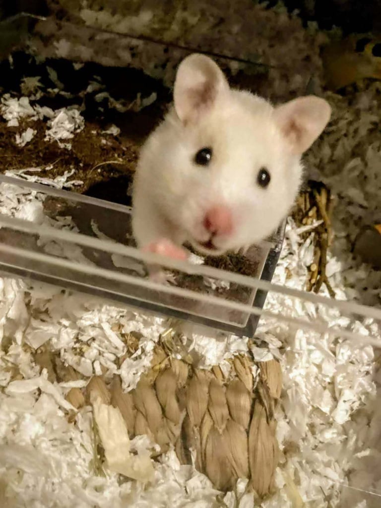 UPDATED 20/10/25 - Female Syrian Hamster For Adoption 